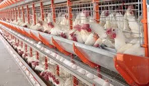 Avicultura cresce em TO e GO: cuidados, preços e desafios do setor