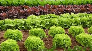 Preços de banana, arroz, feijão, alho e berinjela variam e impactam famílias no Tocantins