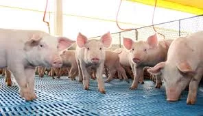 Suinocultura em alta: como criar porcos no Tocantins e Goiás e entender o mercado da carne suína