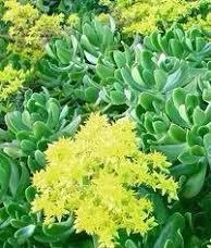 SAÚDE | Fitoterapia ganha espaço entre consumidores que buscam alternativas acessíveis e tradicionais