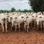 Boi magro supera R$ 5 mil no Tocantins; confira preços de vaca e novilha no norte e no sul