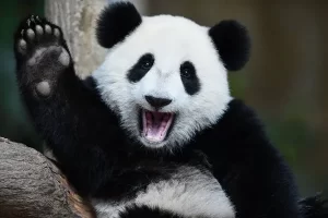 China presenteia Brasil com casal de pandas, mas falta de verba adia plano simbólico