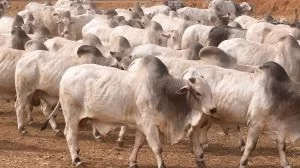 Fazendão promove leilão com 120 Touros Nelore, no dia 25 de outubro, em Luzimangues, distrito de Porto Nacional (TO)