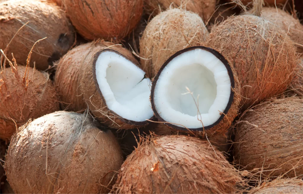 O poder do coco: como seus derivados podem transformar a saúde