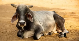 Tocantins registra arroba do boi China a R$ 315, vaca valorizada e mercado segue firme