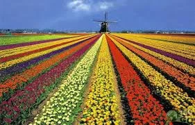 “Quando tudo são flores”: destinos brasileiros ideais para visitar na primavera