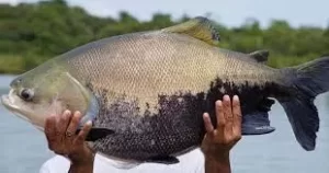 Em Palmas, Embrapa inaugura o primeiro banco de sêmen de tambaqui do país
