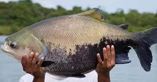Em Palmas, Embrapa inaugura o primeiro banco de sêmen de tambaqui do país