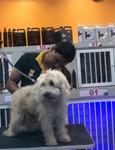 Aniversário do Pet Puro Amor movimenta o Benfica com programação especial e descontos