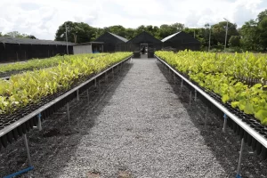 Tocantins distribui cerca de 17 mil mudas do Cerrado para recuperar áreas de preservação permanente