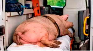 Ambulância, IA e desinformação: caso em cidade do Tocantins expõe riscos de julgamentos precipitados