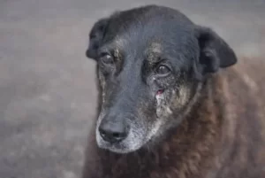 Caso Cão Orelha: vídeo mostra jovem deixando condomínio horas antes de agressões; veja vídeo