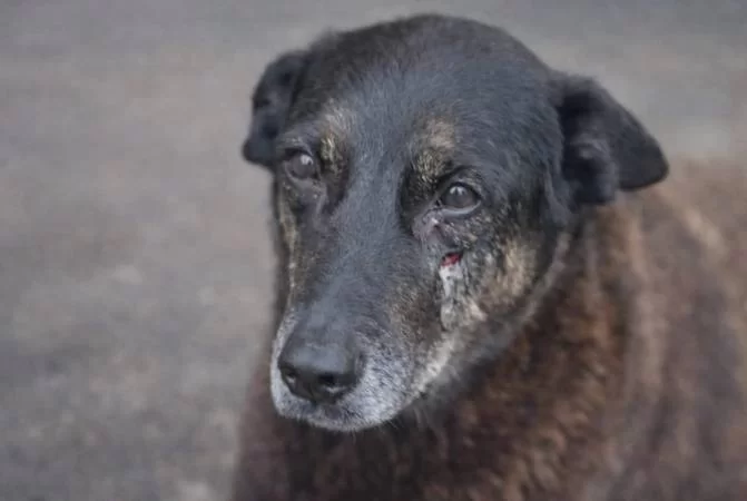 Caso Cão Orelha: vídeo mostra jovem deixando condomínio horas antes de agressões; veja vídeo