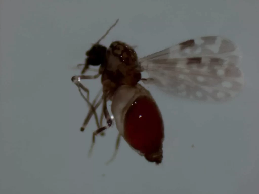 Exclusivo: professor Filipe Vieira é autor principal de pesquisa que liga maruins ao risco de transmissão da febre do Oropouche fora da Amazônia; Tocantins também entra em alerta