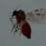 Exclusivo: professor Filipe Vieira é autor principal de pesquisa que liga maruins ao risco de transmissão da febre do Oropouche fora da Amazônia; Tocantins também entra em alerta