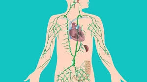 O sistema linfático, o sistema invisível que sustenta a imunidade e que especialistas dizem que você precisa cuidar agora