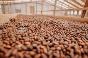 Chocolat Amazônia fecha 10ª edição com 100 mil visitantes, R$ 15 milhões em negócios e reforça liderança do Pará no cacau