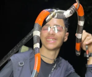 Davi Da Fauna resgata animais silvestres e usa redes sociais para desmistificar répteis em PE