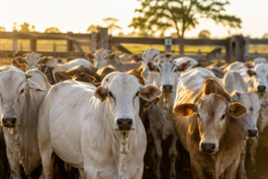 Arroba reage no Tocantins, mas mercado global da carne mantém pecuarista em alerta