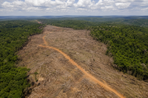 Queda do desmatamento anima governo, mas Cerrado mantém alerta e coloca Tocantins no centro do desafio ambiental brasileiro