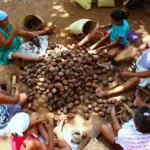 Quebradeiras de coco babaçu celebram reconhecimento histórico no Tocantins