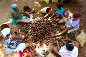 Quebradeiras de coco babaçu celebram reconhecimento histórico no Tocantins