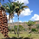 Babaçu vale mais que a recuperação da terra: STJ reconhece dano moral coletivo por derrubada ilegal no Tocantins; MPTO pede R$ 200 mil