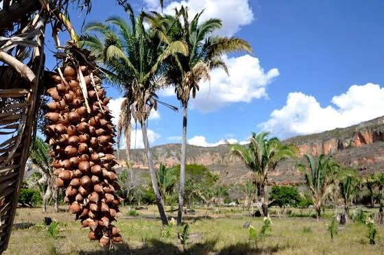 Babaçu vale mais que a recuperação da terra: STJ reconhece dano moral coletivo por derrubada ilegal no Tocantins; MPTO pede R$ 200 mil