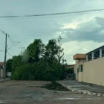 Temporal derruba árvores em Colinas durante domingo de eleição; veja o vídeo