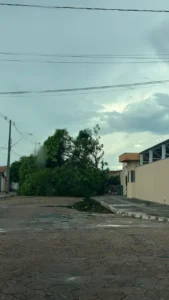 Temporal derruba árvores em Colinas durante domingo de eleição; veja o vídeo