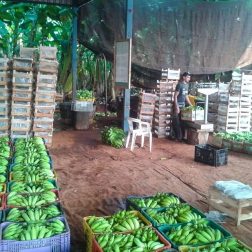 Certificação fitossanitária garante qualidade na produção e comércio de banana no Tocantins, diz Adapec