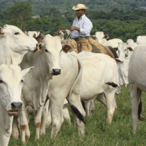 Agro em pauta: Mercado do boi gordo fecha agosto com baixa no valor da arroba no Tocantins