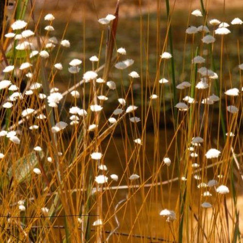 Naturatins fiscaliza campos de capim-dourado para evitar colheita clandestina e perda do produto