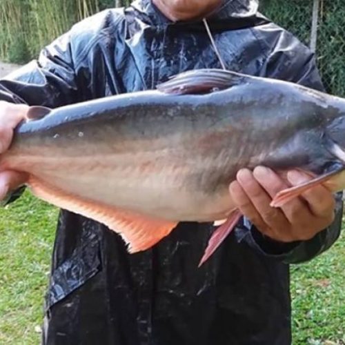 Aprovado projeto que libera criação do Peixe Panga, de fácil cultivo e carne nobre no Tocantins