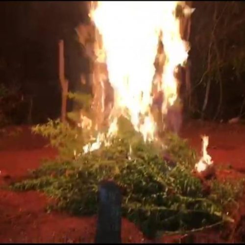 Homem responsável por 'plantação' de maconha é preso em flagrante