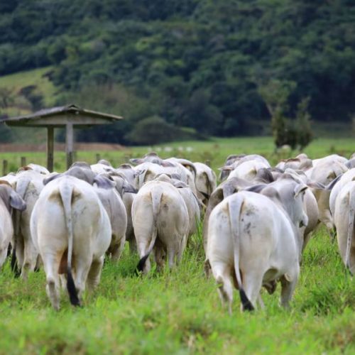 Mercado do boi: confira a análise quinzenal de setembro