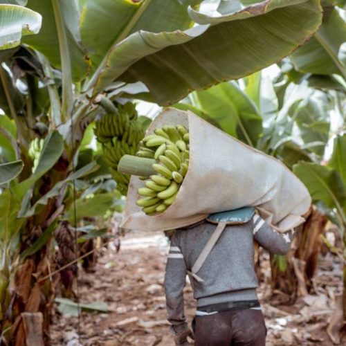 VocÃª sabia que a banana é a mais cultivada em todo o Brasil? Dados do IBGE, revelam que ela ganhou o paladar de toda população de norte a sul