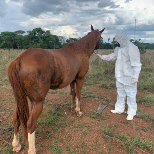 Adapec suspende ocorrÃªncias de eventos com aglomerações de equídeos em Nova Olinda, Filadélfia, Marianópolis e impõem restrições na região