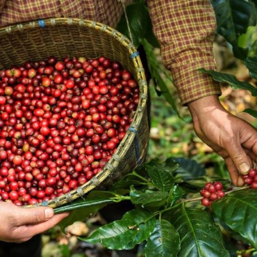 Produção do café conilon bate recorde neste ano de 2021, dados são da Conab