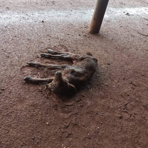 Bezerro nasce com duas cabeças em fazenda no município de BrasilÃ¢ndia do Tocantins