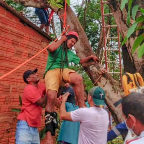 Homem se acidenta em cima de árvore e é resgatado pelos bombeiros militares em Araguaína