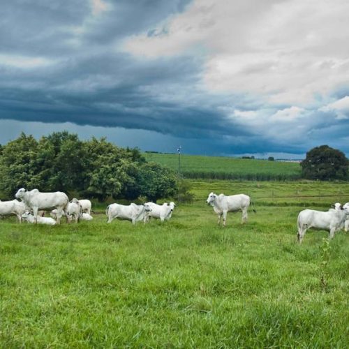 Chuvas intensas no Tocantins faz preços da reposição caírem, diz analista de mercado