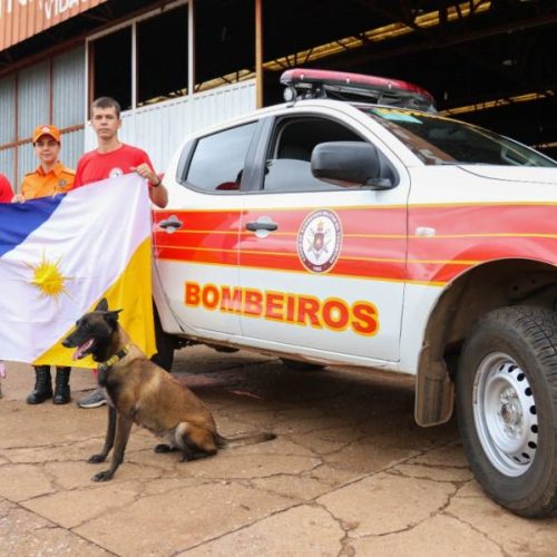 Equipe de bombeiros do Tocantins e cadela Sky já atuam nas buscas por desaparecidos em Petrópolis