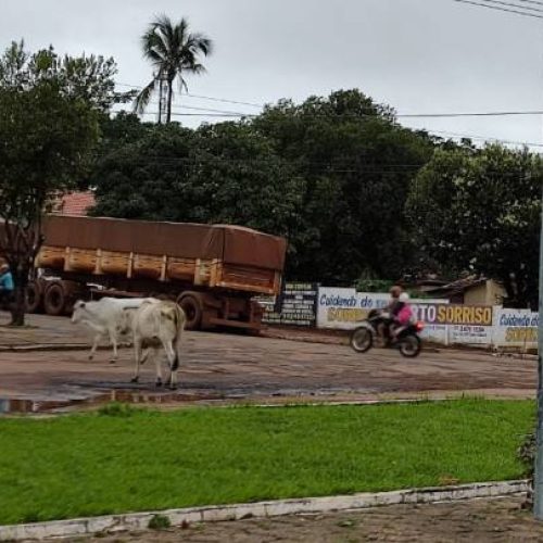 Novilhas circulam por avenida de Colinas e surpreende moradores