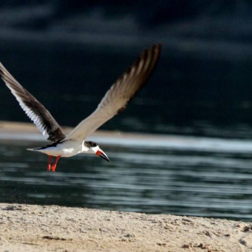 Por turismo de baixo impacto ambiental observadores de aves dão preferÃªncia ao Tocantins