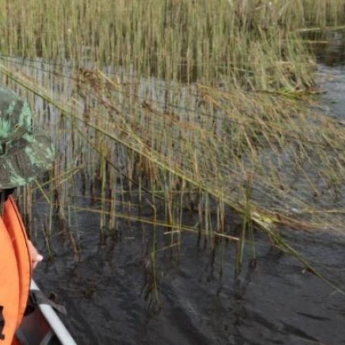 Fiscalização apreende 300 m de rede de pesca no Lago Azul e Rio Lontra