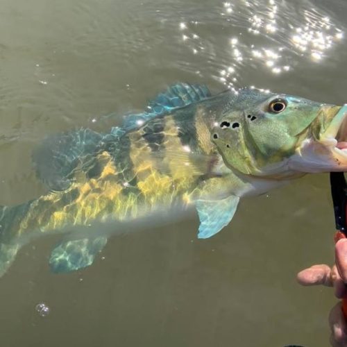 Maior torneio de pesca esportiva acontece no Tocantins; inscrições iniciam nesta quinta-feira, 14