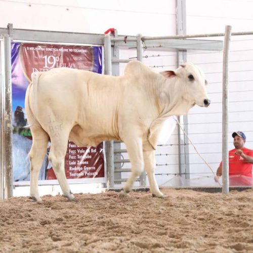 XXI Leilão Integração do Nelore oferta mais de 300 animais durante Expoara