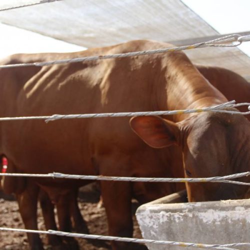 Pavilhão da Pecuária é preparado para receber animais para a Agrotins 2022