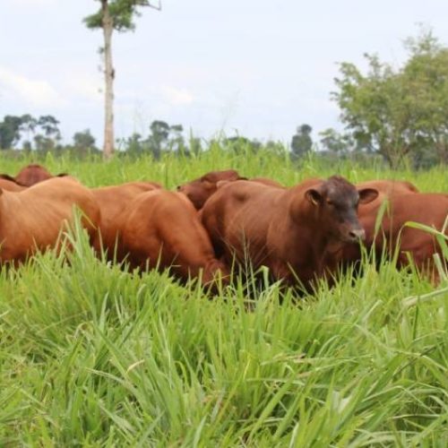 Licença para pecuária de corte em Bandeirante é solicitada ao Naturatins